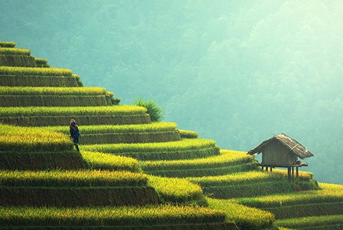 Plating & Presentation